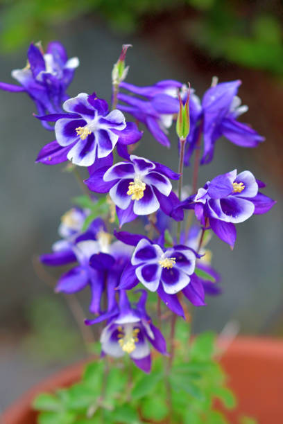 Flowering Purple flowers - Columbine (Aquilegia vulgaris) in spring. Garden plants