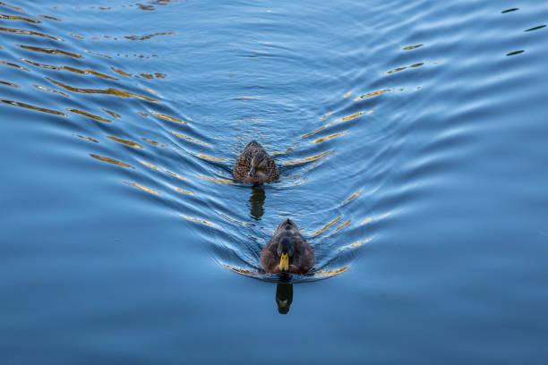 Photo of Male and Female American Black Ducks Swimming in the Water