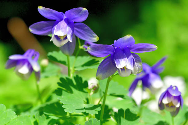 istock Aquilegia / Columbine Flower 1272589852