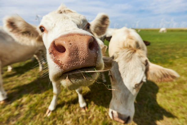 istock Cattle or cows with light fur graze on a green meadow under a blue sky during the day with sunshine and curiosity come very close to the camera 1272590077