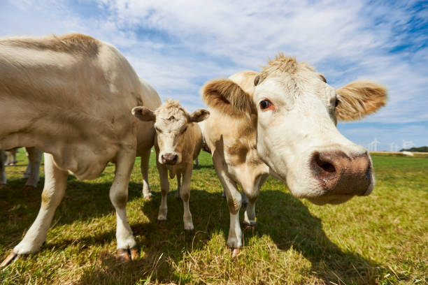 istock Cattle or cows with light fur graze on a green meadow under a blue sky during the day with sunshine and curiosity come very close to the camera 1272590214