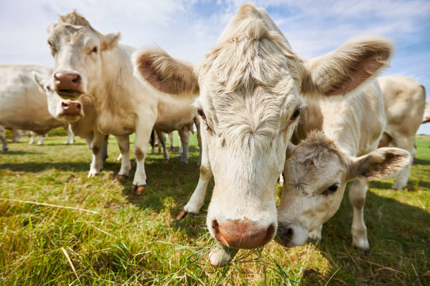 istock Cattle or cows with light fur graze on a green meadow under a blue sky during the day with sunshine and curiosity come very close to the camera 1272590250