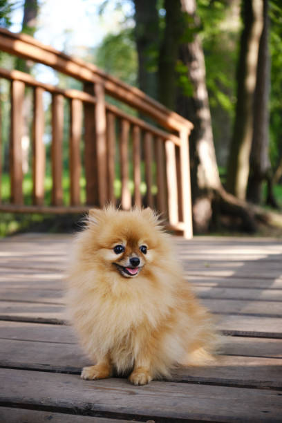 istock cute pomeranian sitting and smiling 1272590304