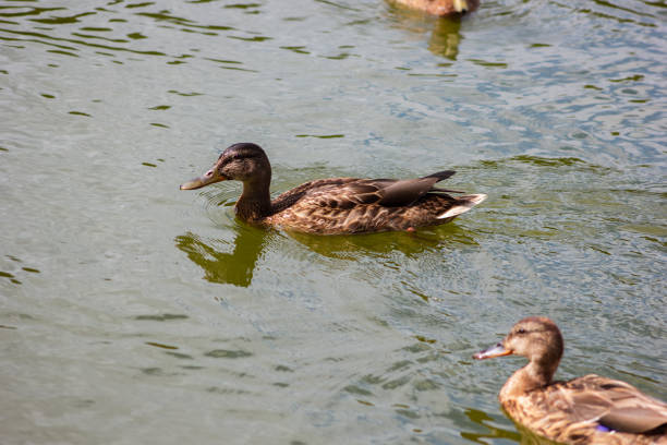 istock female mallard duck 1272590898