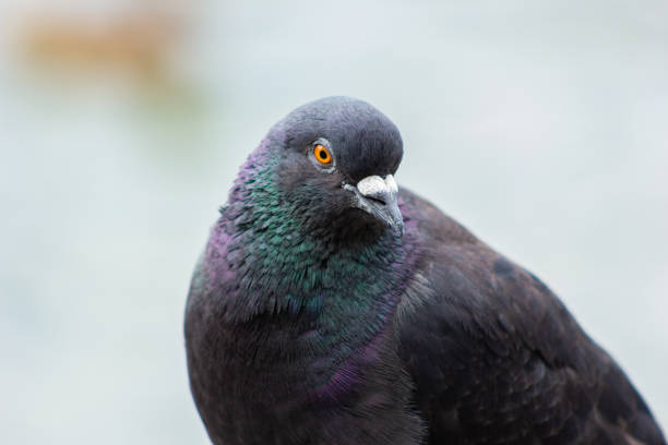istock bird pigeon with multicolored feathers 1272590914