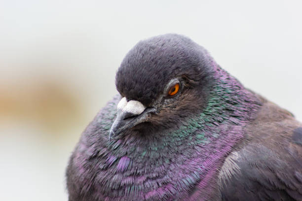 istock bird pigeon with multicolored feathers 1272590925