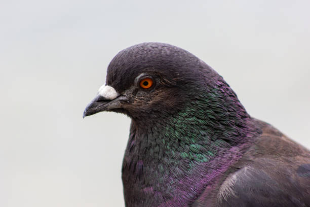 istock bird pigeon with multicolored feathers 1272590938