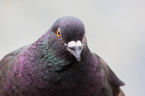 istock bird pigeon with multicolored feathers 1272590968