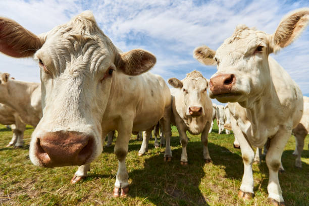 istock Cattle or cows with light fur graze on a green meadow under a blue sky during the day with sunshine and curiosity come very close to the camera 1272591004