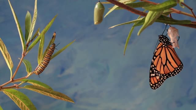 Monarch Trinity Caterpillar, Chrysalis, and newly emerged Butterfly on swamp milkweed blue background