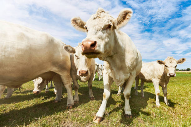 istock Cattle or cows with light fur graze on a green meadow under a blue sky during the day with sunshine and curiosity come very close to the camera 1272591079