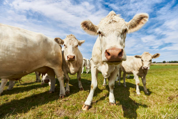 istock Cattle or cows with light fur graze on a green meadow under a blue sky during the day with sunshine and curiosity come very close to the camera 1272591162