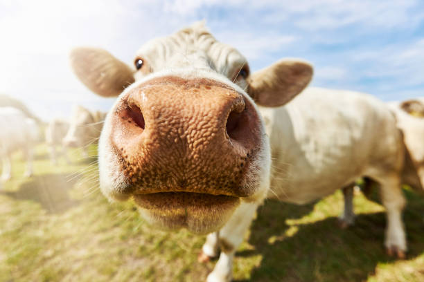 istock Cattle or cows with light fur graze on a green meadow under a blue sky during the day with sunshine and curiosity come very close to the camera 1272591184