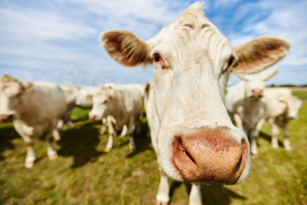 istock Cattle or cows with light fur graze on a green meadow under a blue sky during the day with sunshine and curiosity come very close to the camera 1272591268
