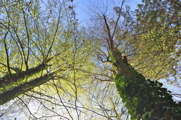 istock Beautiful view into a dense green forest with bright sunlight casting deep shadow 1272592825