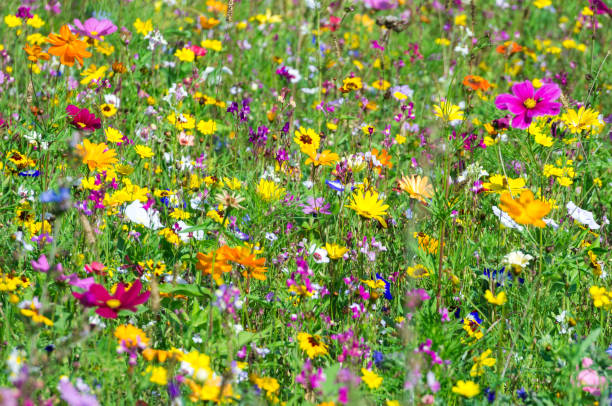 istock lushly blooming wild flowers meadow 1272592938