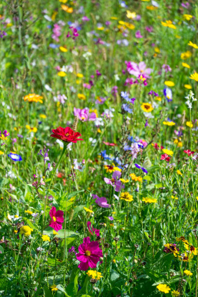 istock lushly blooming wild flowers meadow 1272593139