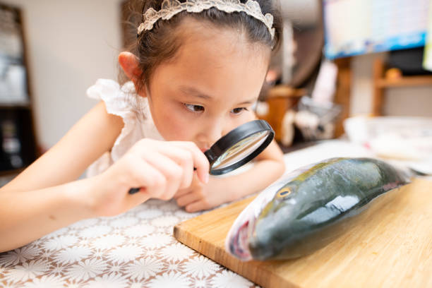 ragazza che osserva il pesce con lente d'ingrandimento - sashimi white prepared fish hamachi foto e immagini stock