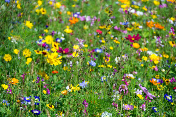 istock lushly blooming wild flowers meadow 1272593176