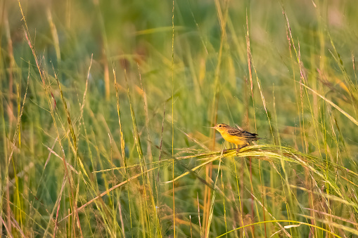 Bobolink bird in nonbreeding plummage perches on meadow grass