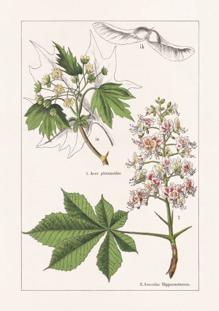 Sapindaceae, chromolithograph, published in 1895 Sapindaceae: 1) Norway maple (Acer platanoides), a-flowering branch and foliage, b-fruit; 2) Horse-chestnut (Aesculus hippocastanum). Chromolithograph, published in 1895. aesculus hippocastanum stock illustrations