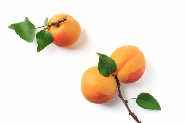 istock Ripe apricots with green leaves on a white background 1272596976