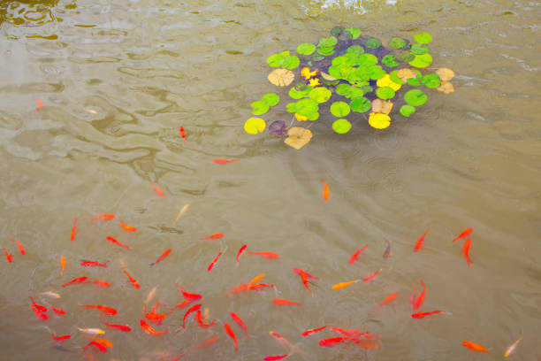 goldfish in the water view from above . Pond with water lily