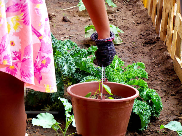 istock Hand holding a plant pot bucket 1272599748