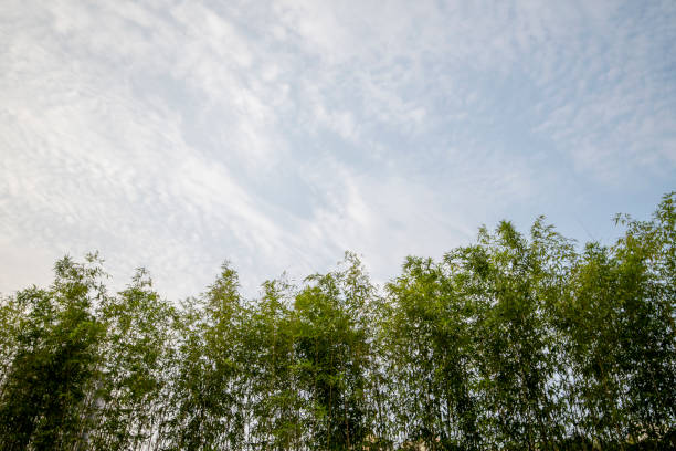 Blue sky, white clouds and green bamboo