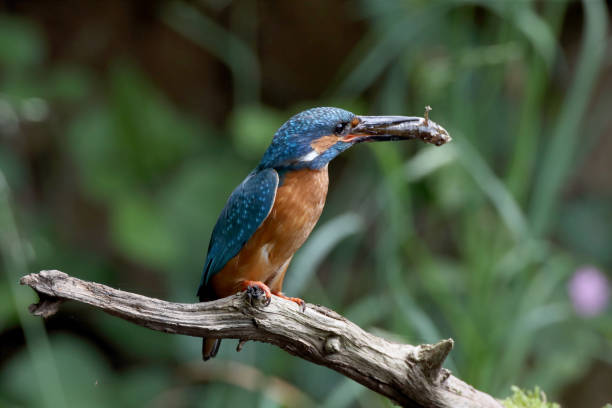 istock Common Kingfisher (Alcedo atthis), Eurasian kingfisher Germany 1272600321