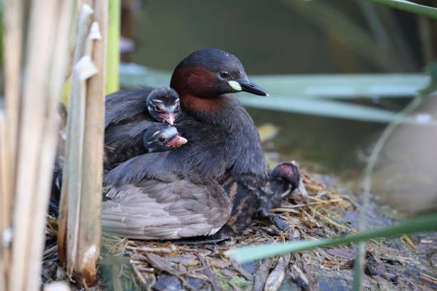 istock Little Grebe and chicks on nest Germany 1272601548