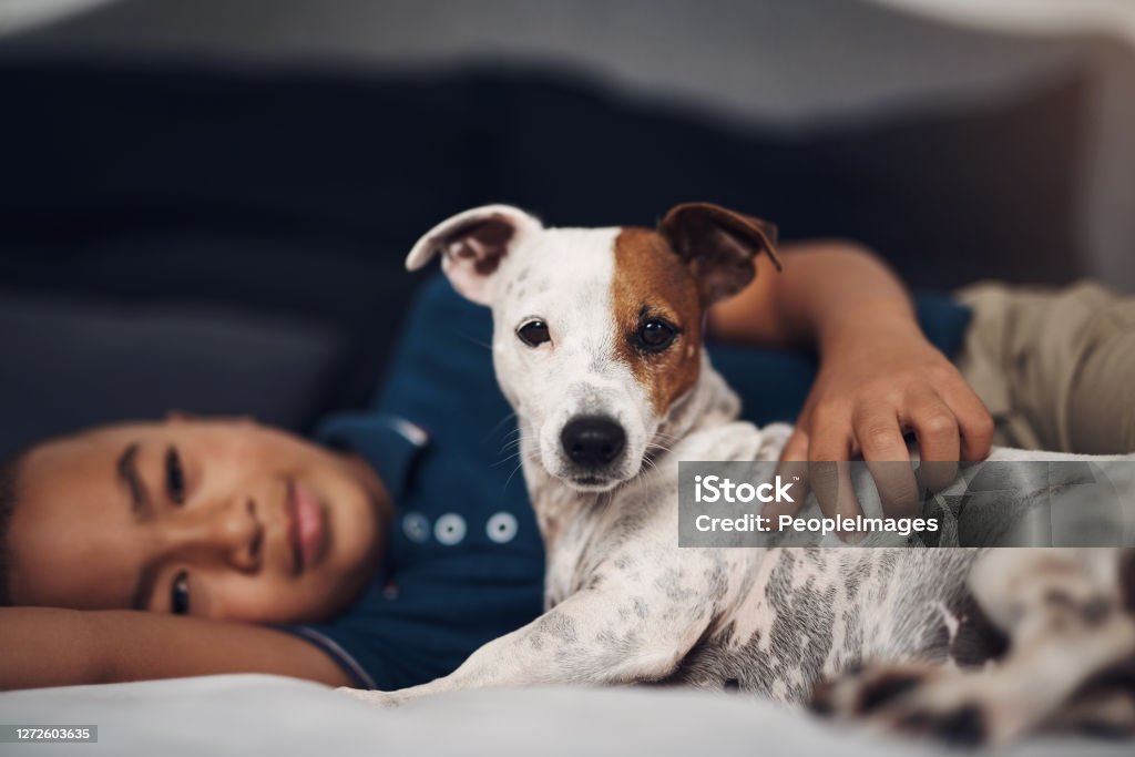 Me and my human, we're best buds Shot of an adorable little boy playing with his pet dog on the bed at home Child Stock Photo