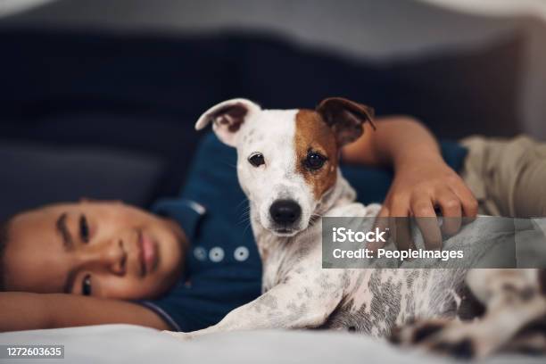 Me And My Human Were Best Buds Stock Photo - Download Image Now - Child, Petting, Pets