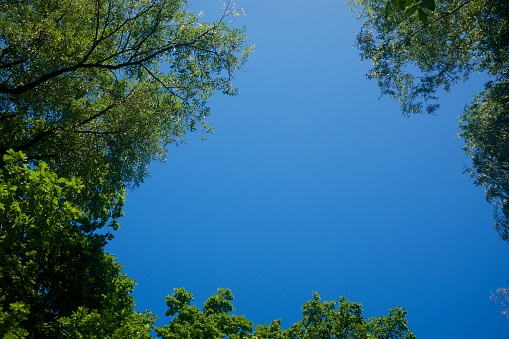 Blue clear sky framed by treetops