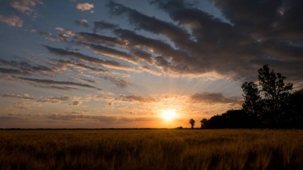 istock Sunrise in golden wheat field 1272604168