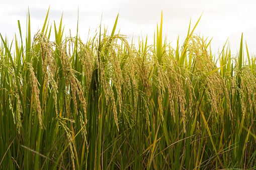 Close-up view of low golden yellow seeds in rice fields waiting for harvest with cloudy evening.