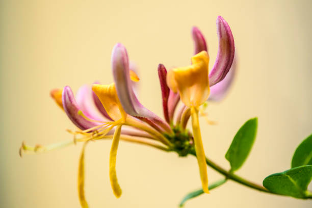 Japanese honeysuckle, Chinese medicinal herb with flower,