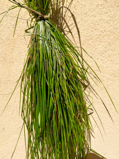 herbe douce, un paquet d’herbes - sweet grass photos et images de collection