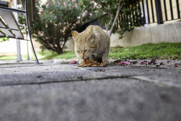 istock Stray cats eating on the street 1272606470