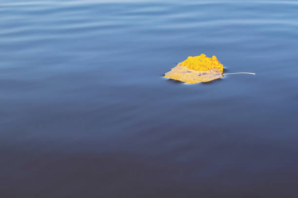 Autumn. Yellow leaf in water. Autumn mood.