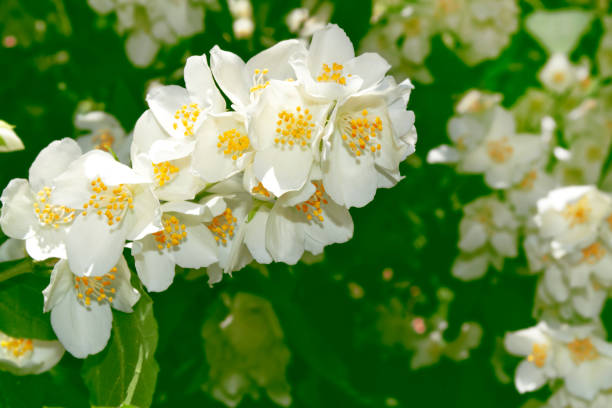istock White jasmine. The branch delicate spring flowers. 1272606977
