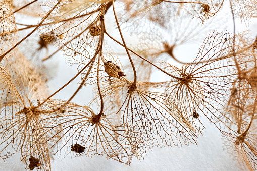 Macro closeup of brown dry delicate hortensia skeleton flower leaves on a light blue background. For use as an autumn, fall or funeral background.