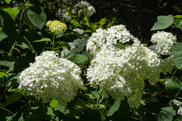istock Flowering bush of tree hydrangea. Blurred background of greenery garden. Selective focus. Close-up. Inflorescences of white flowers on treelike hydrangea. Place for your text. 1272607803
