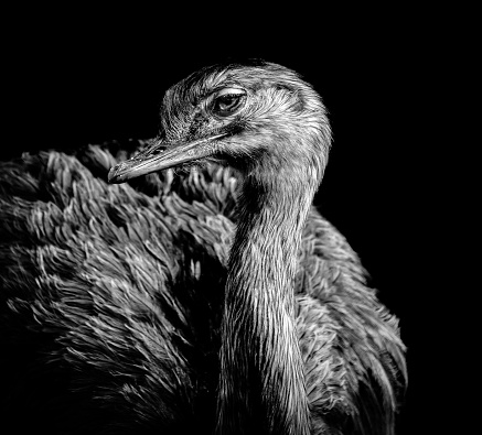 Closeup profile of an ostrich in black and white