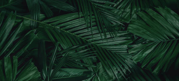 istock abstract green leaf texture, nature background, tropical leaf 1272608398