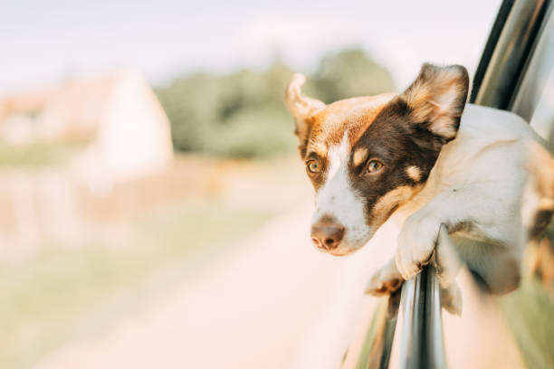istock Dog on a trip. Leaning out of car window 1272609208