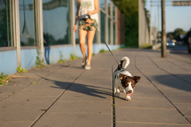 istock Dog on leash. City Life. 1272609211