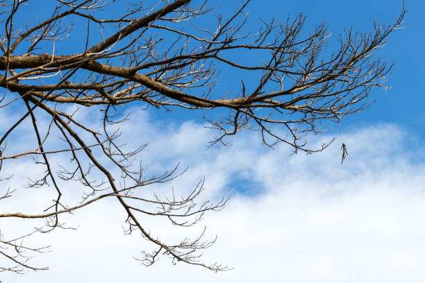 ramas secas con nubes de cielo. - tree branch burnt silhouette fotografías e imágenes de stock