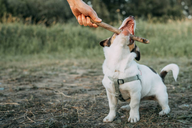 istock Dog playing fetch on a walk. Meadow 1272609229