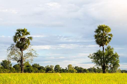 Both trees grow tall palm trees, which directly interfere on a rice field in rural sky is basically the back.